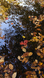 Autumn Reflecting Pool, Bear River Maine