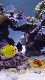 Marine Reef Aquarium